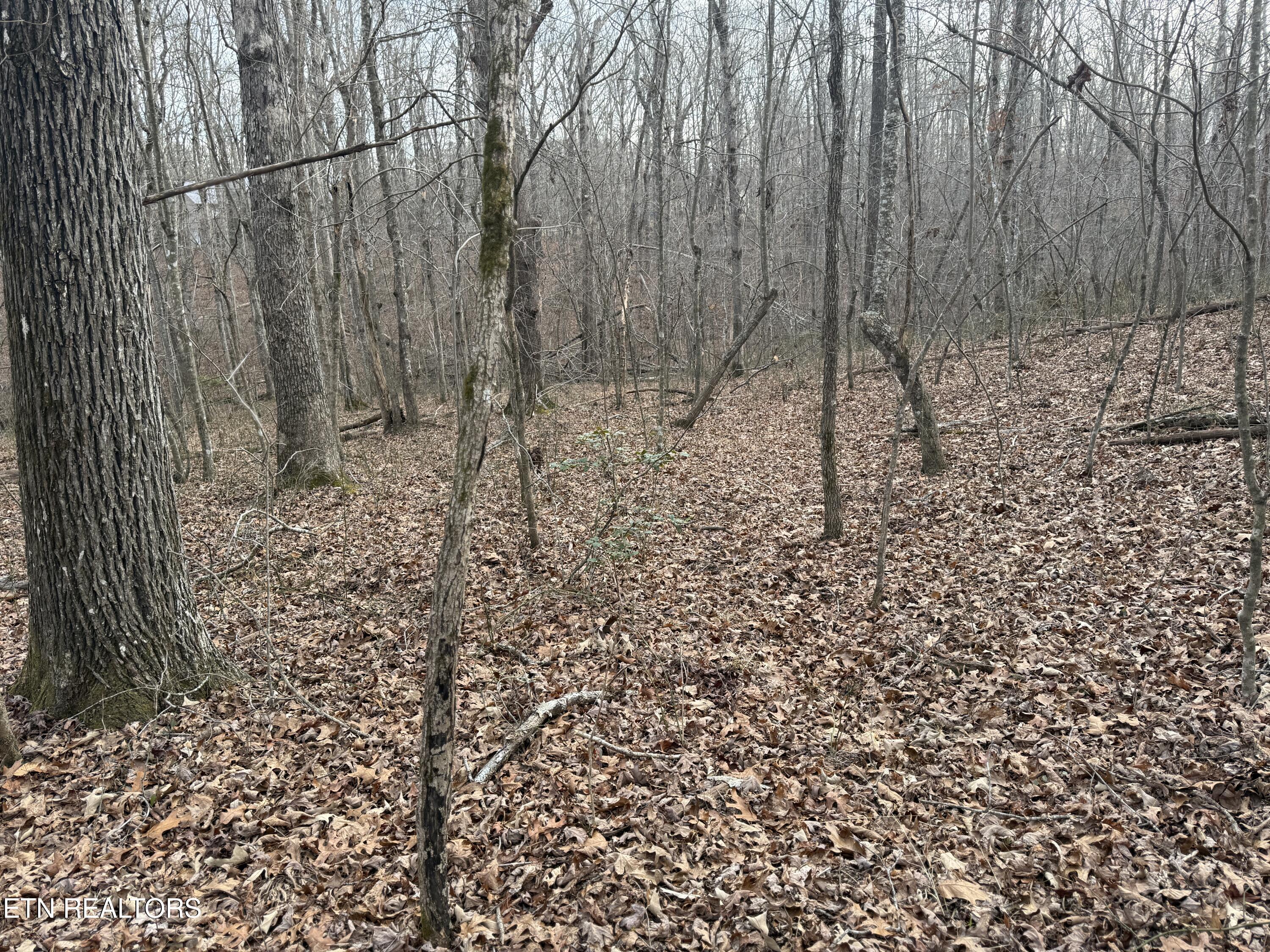 Lot 17 T Road Monterey, TN 38574 - Photo 3 of 5 IMG_3593