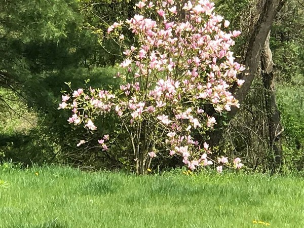 139 Rice Corner Road Brookfield, MA 01506 - Photo 24 of 24 a view of a tree