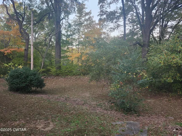a view of a forest with trees in the background