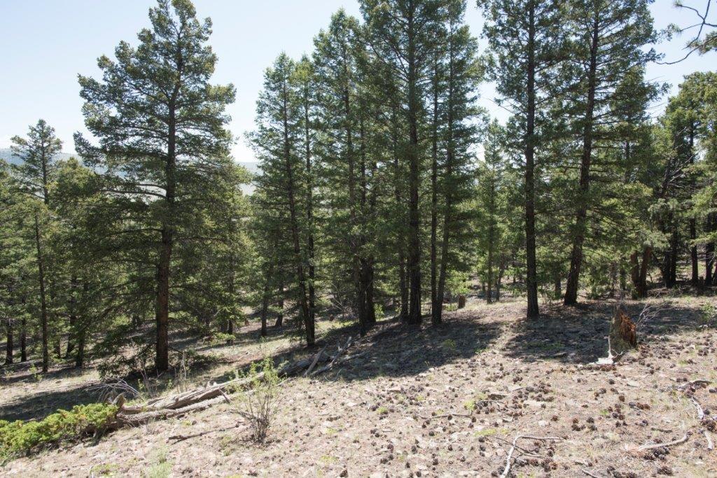 Lot 498 Redhill Road Fairplay, CO 80440 - Photo 19 of 25 Gallery Image 19