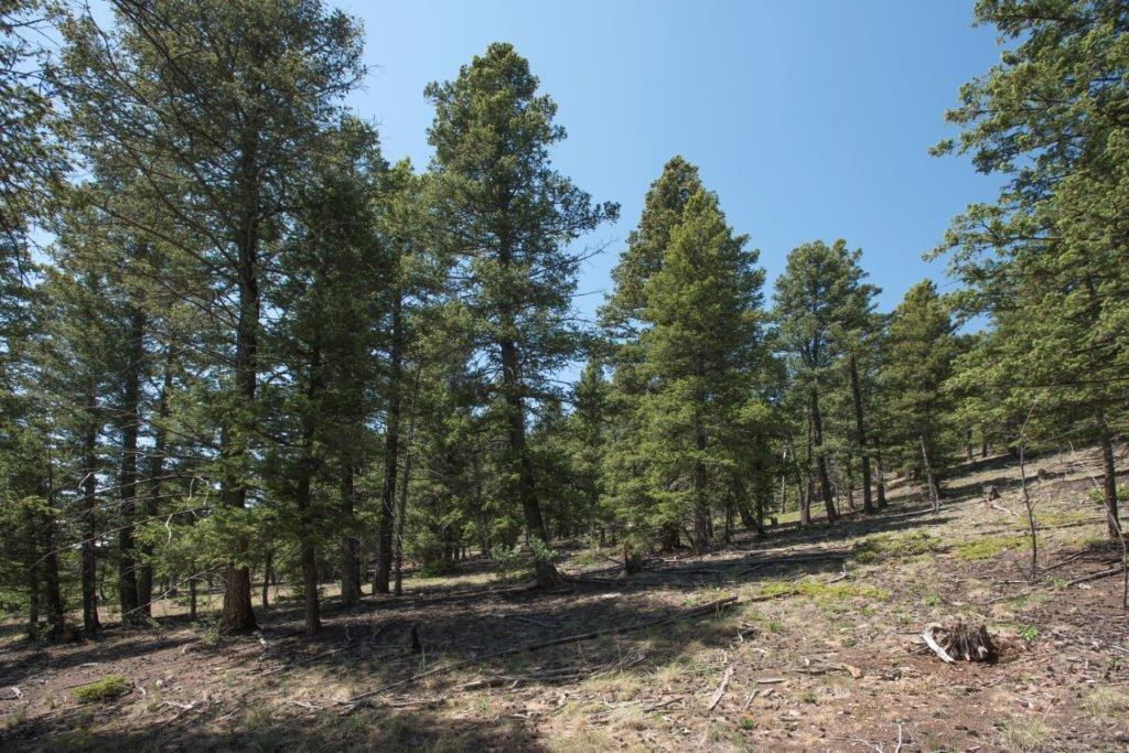Lot 498 Redhill Road Fairplay, CO 80440 - Photo 25 of 25 Gallery Image 25