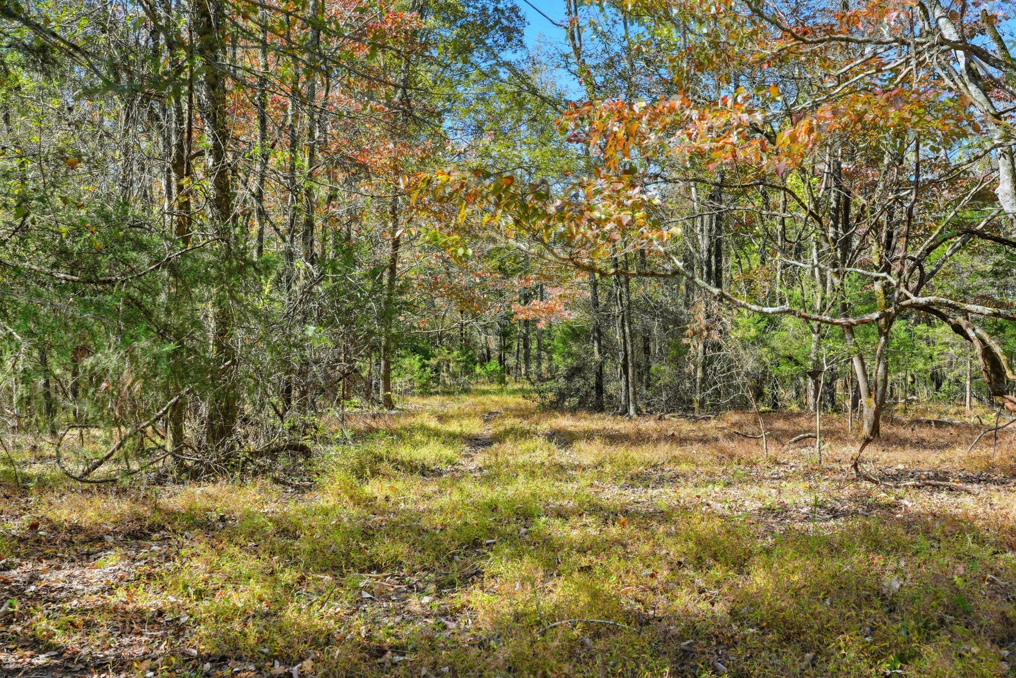 180 Tatum Road Pulaski, TN 38478 - Photo 33 of 61 a view of a yard with trees