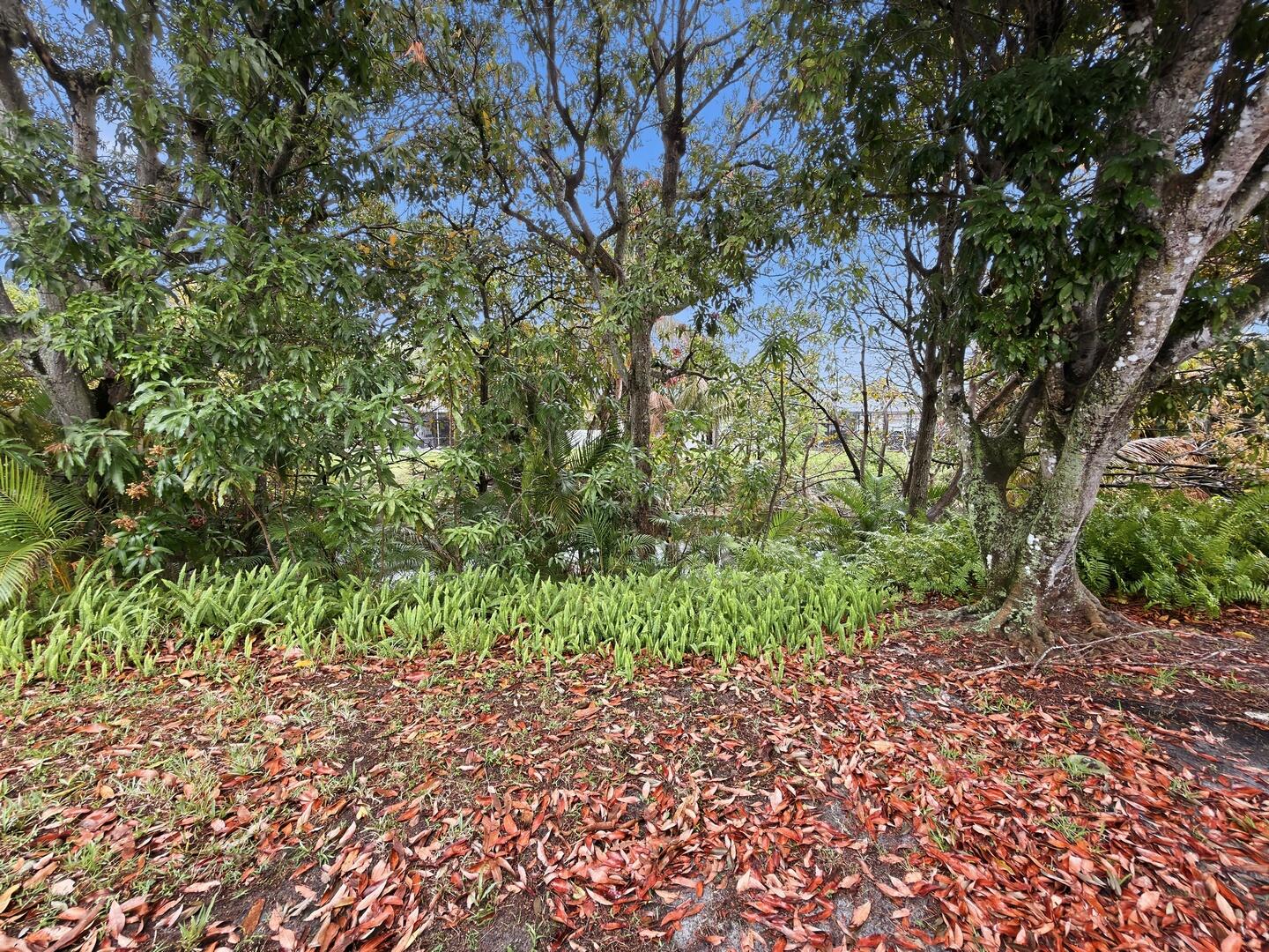 666 Northwest 11th Avenue Boca Raton, FL 33486 - Photo 12 of 14 Yard