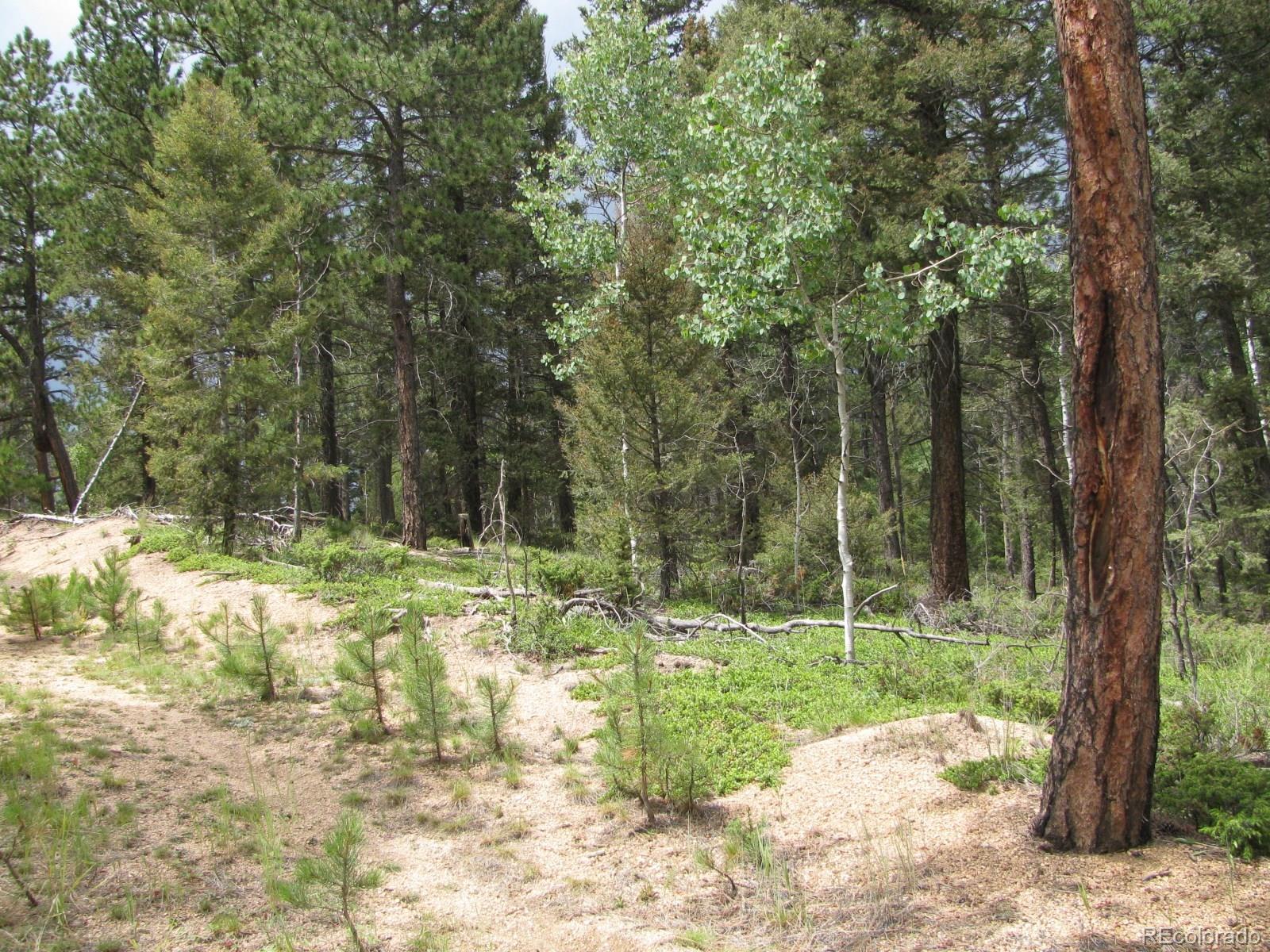 7826 County 51 Road Divide, CO 80814 - Photo 3 of 16 Gallery Image 3
