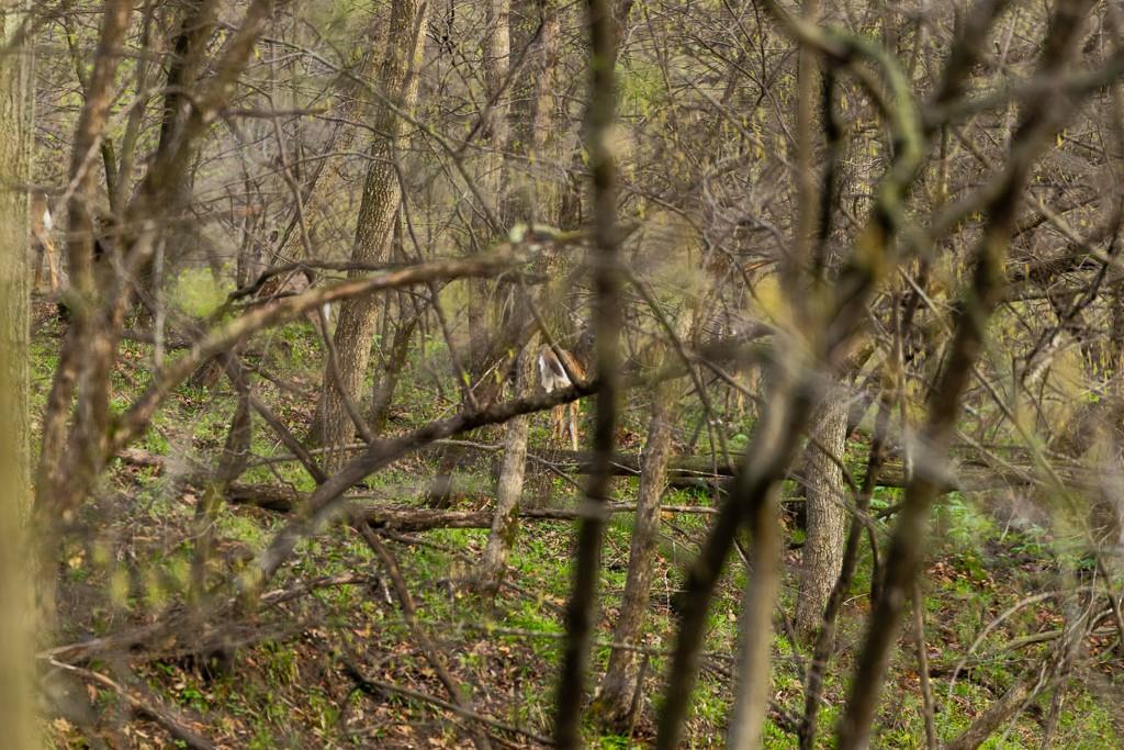 26568 November Road Forest City, MO 64451 - Photo 56 of 60