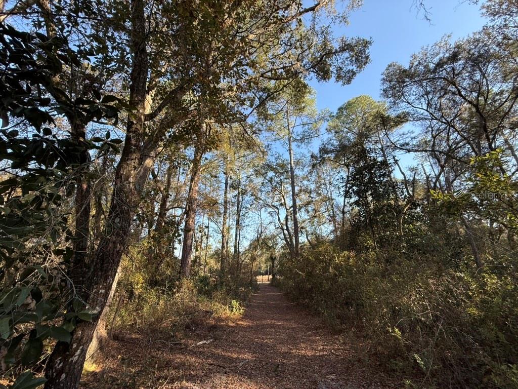 1 Northeast 126th Street Bronson, FL 32621 - Photo 1 of 19 a view of forest