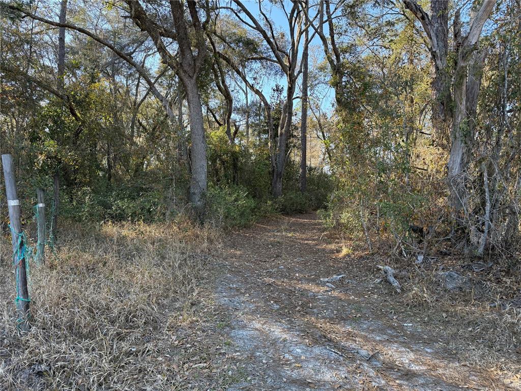 1 Northeast 126th Street Bronson, FL 32621 - Photo 2 of 19 a view of a forest with trees in the background
