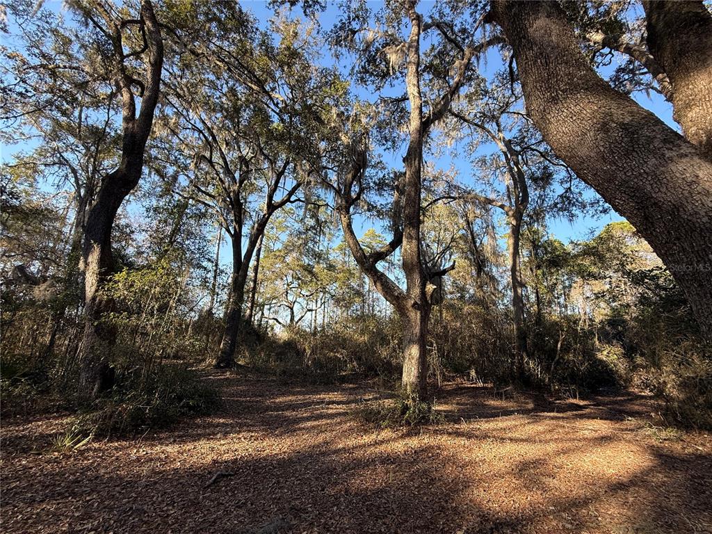 1 Northeast 126th Street Bronson, FL 32621 - Photo 5 of 19 a view of road with trees
