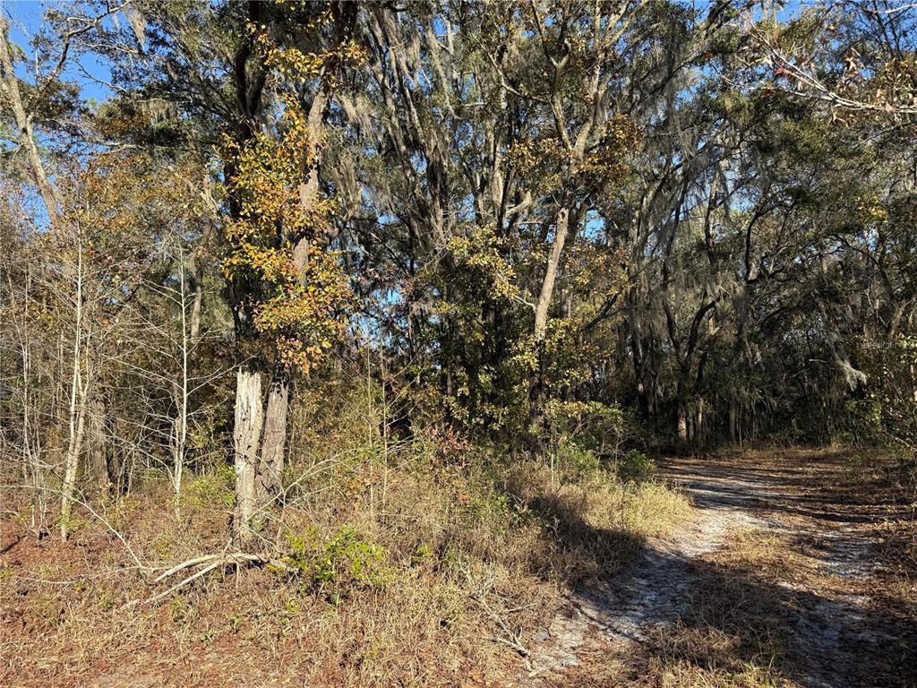 1 Northeast 126th Street Bronson, FL 32621 - Photo 7 of 19 a view of outdoor space with trees