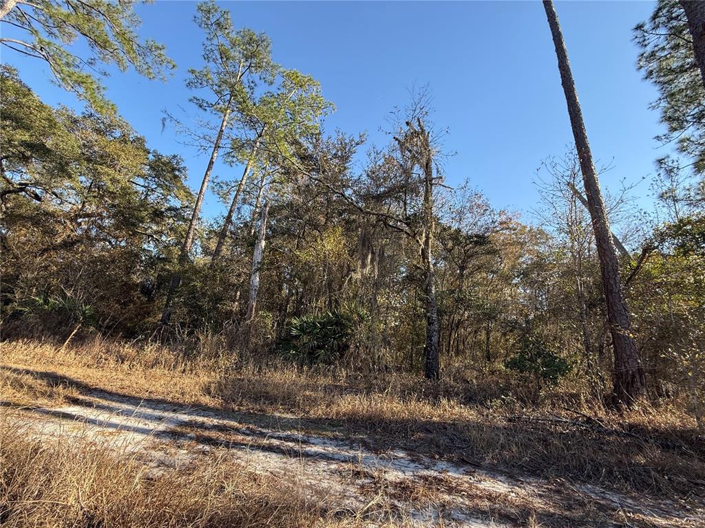 1 Northeast 126th Street Bronson, FL 32621 - Photo 9 of 19 a view of a yard with large trees