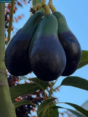 $1,275,000 | 34 Elmwood Drive, San Ramon, CA 94583