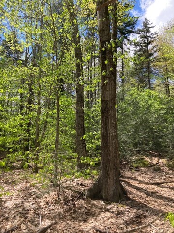 201-0 Thompson Road Colrain, MA 01340 - Photo 7 of 16 Gallery Image 7