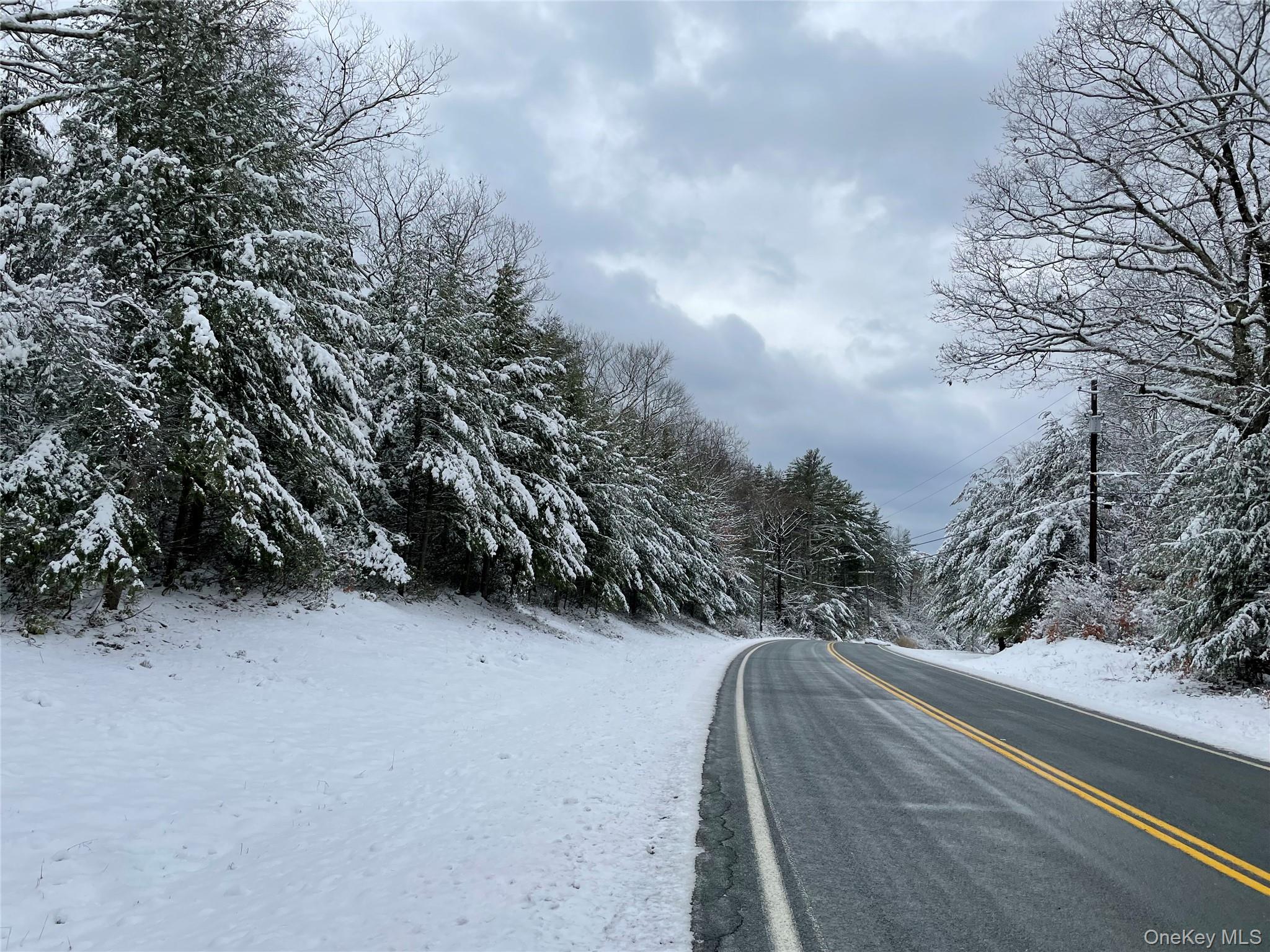 a view of a forest with trees in the background