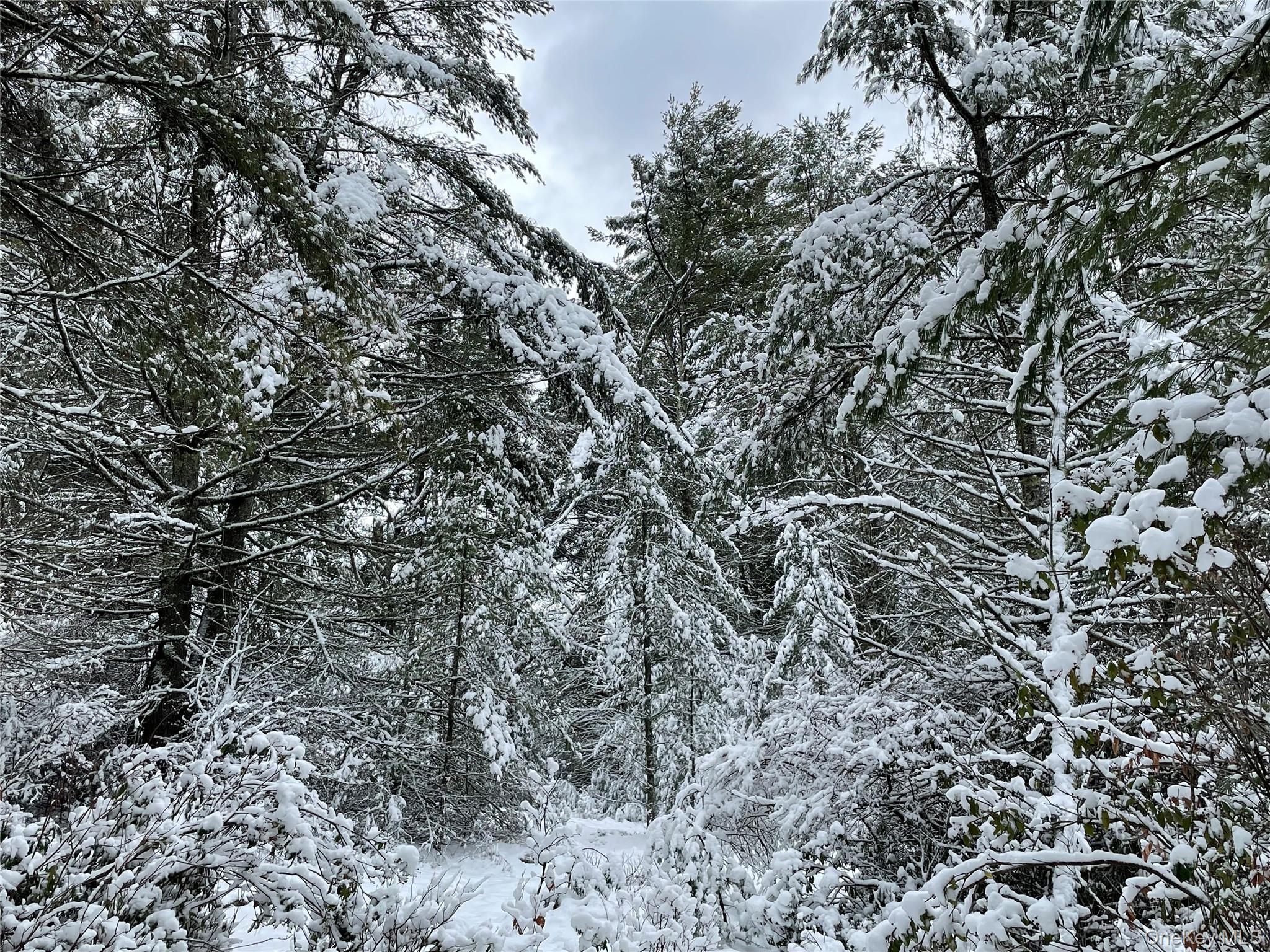 1315 Sackett Lake Road Forestburgh, NY 12777 - Photo 19 of 22 a view of a forest with a tree