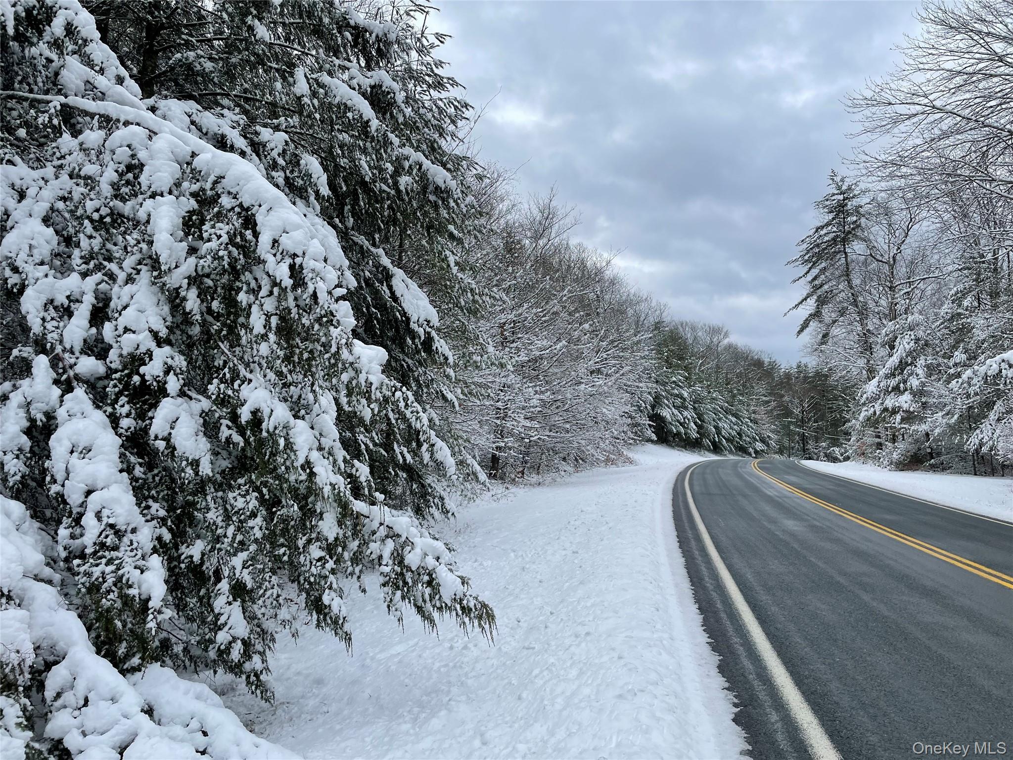 1315 Sackett Lake Road Forestburgh, NY 12777 - Photo 20 of 22 a view of a forest with trees
