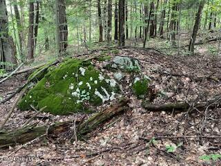 223 Foster Road Grafton, NY 12052 - Photo 11 of 27 wooded area