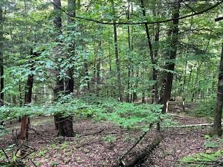 223 Foster Road Grafton, NY 12052 - Photo 8 of 27 wooded area