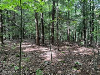 223 Foster Road Grafton, NY 12052 - Photo 10 of 27 wooded area