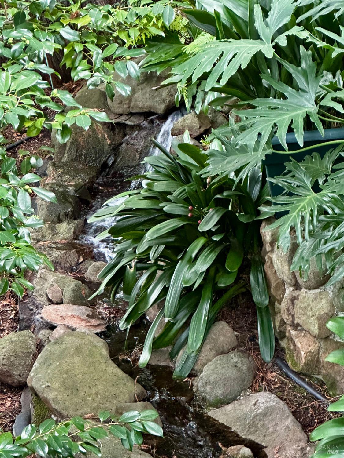 300 Hazel Avenue Mill Valley, CA 94941 - Photo 43 of 50 a plant with lots of plant