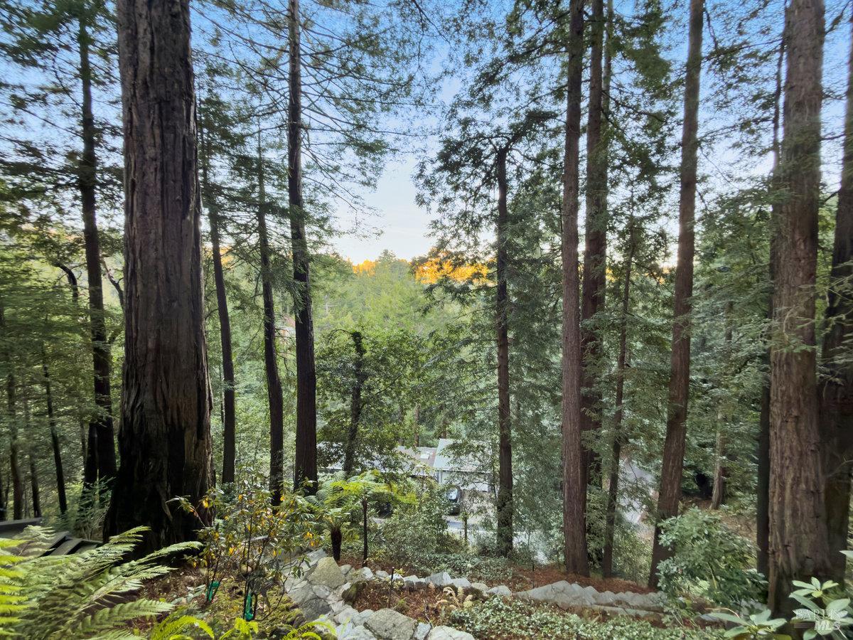 300 Hazel Avenue Mill Valley, CA 94941 - Photo 44 of 50 a view of a forest that has a tree