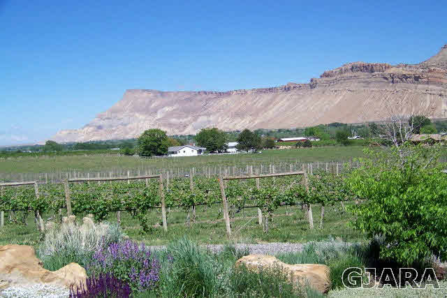 680 39 Road Palisade, CO 81526 - Photo 5 of 32 a view of a lake with a mountain in the background
