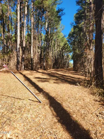 a view of a yard with large trees