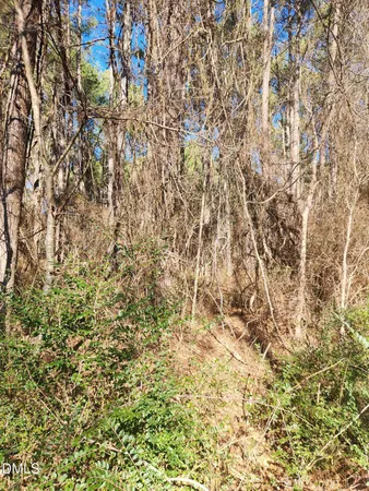 a close up of a plant