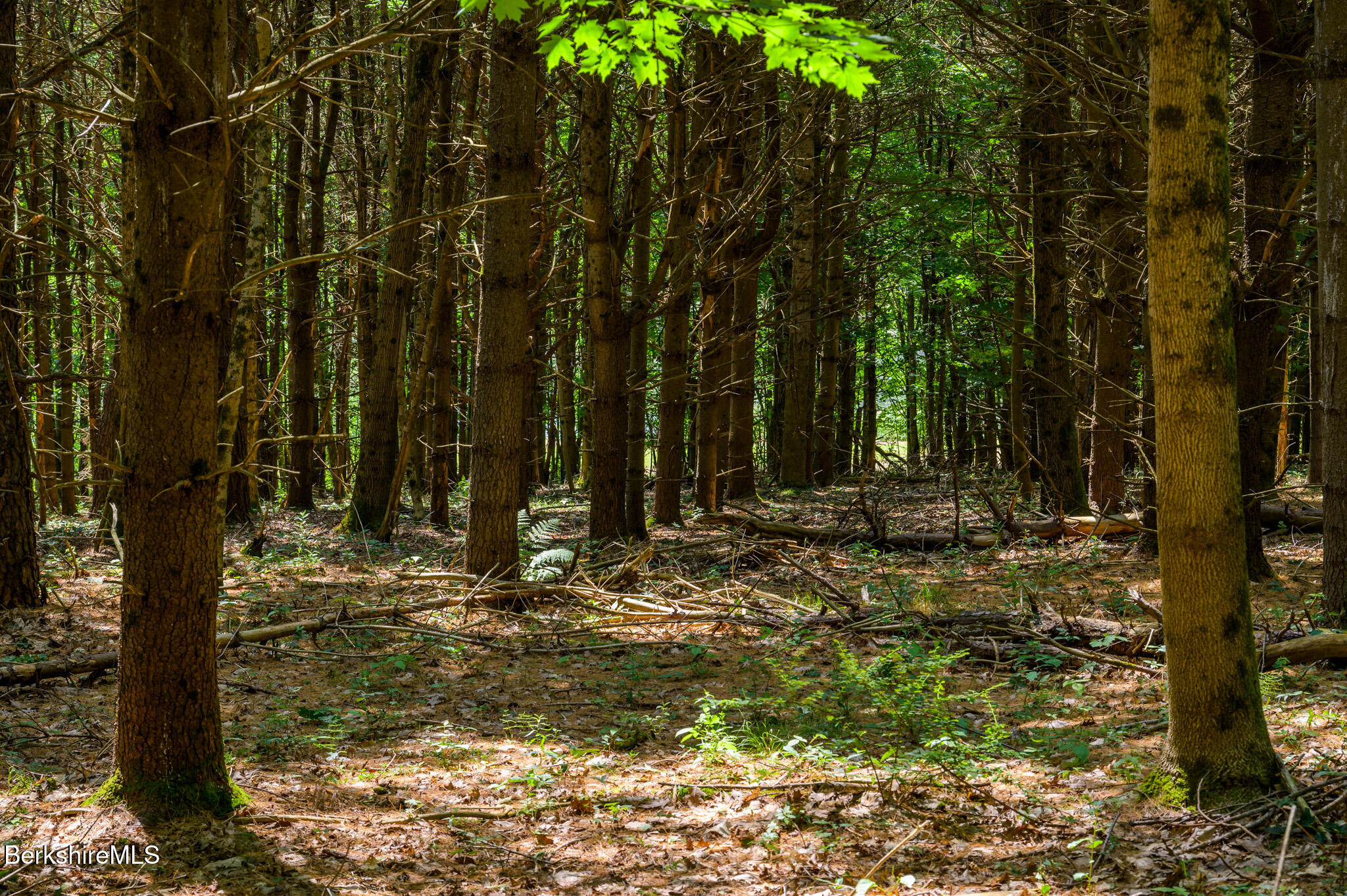 105 Norton Road Canaan, NY 12029 - Photo 9 of 10 a view of outdoor space with trees