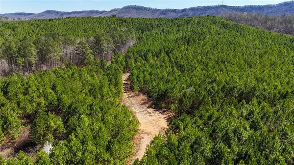 a view of a forest with a tree