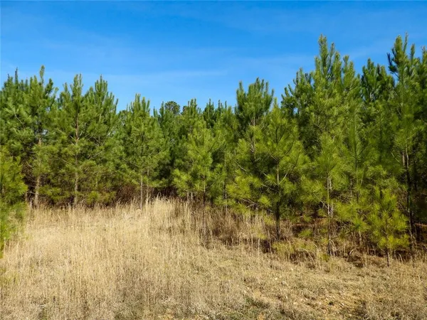 a view of a yard
