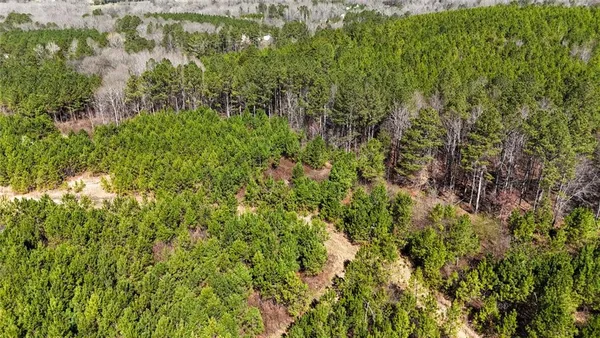 a view of a lush green forest with large trees
