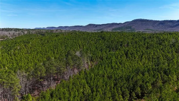 a view of a yard with plants and large trees