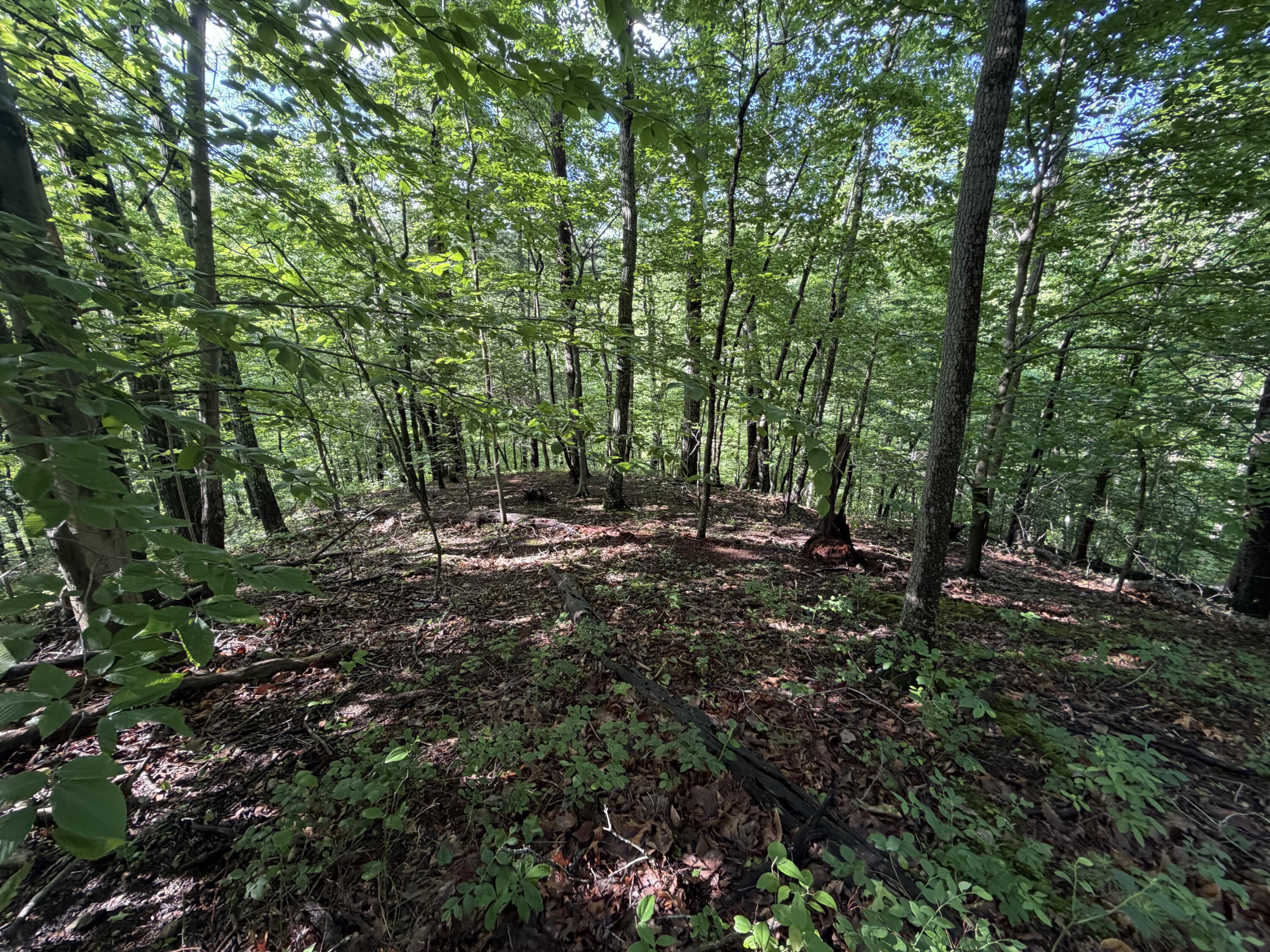 0 Lake Road Troutville, VA 24175 - Photo 13 of 18 a view of outdoor space and trees