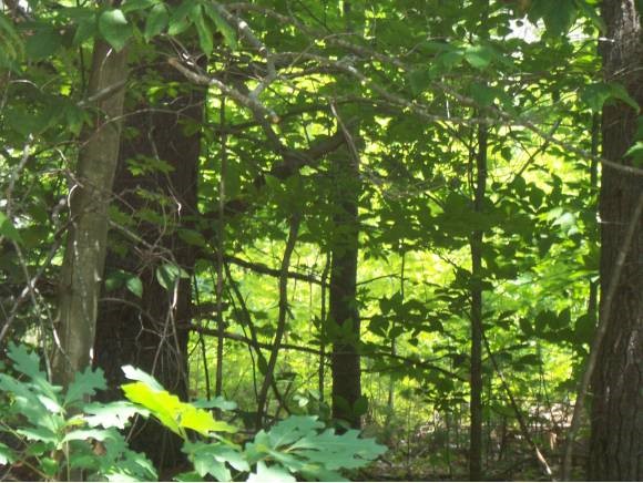 Dustin Road Webster, NH 03303 - Photo 1 of 1