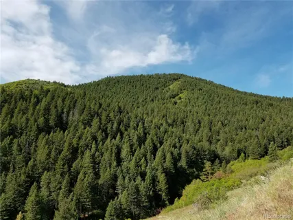 a view of a large trees with plants in front of it