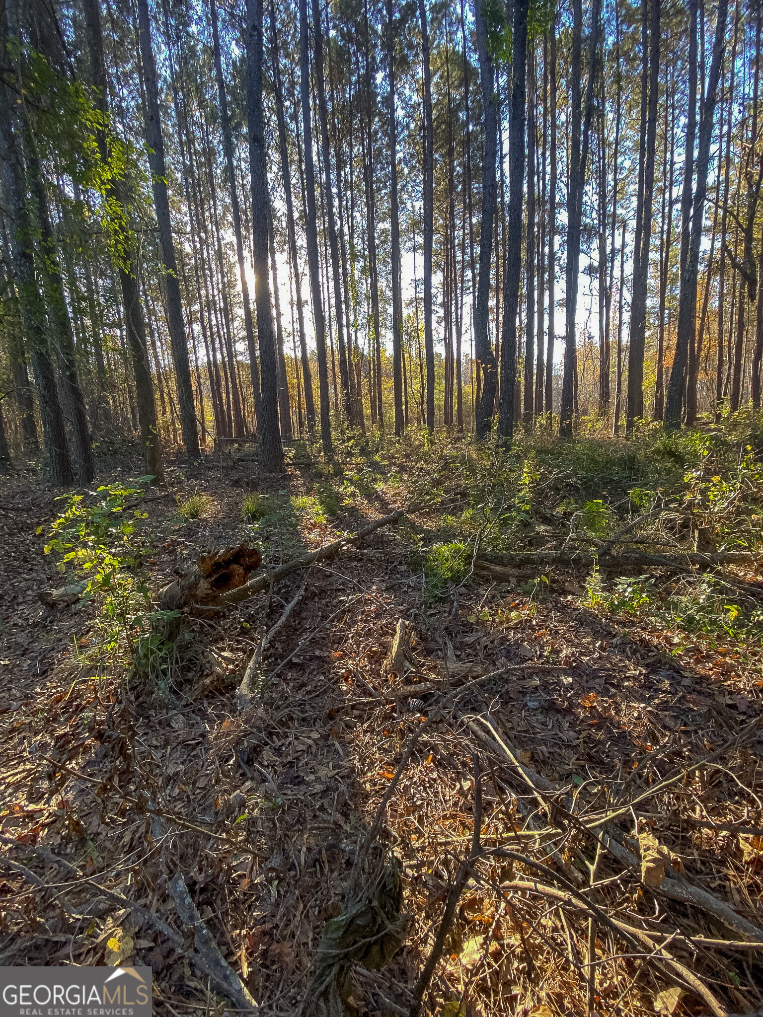 0 Sam Bradley Road Americus, GA 31709 - Photo 19 of 37 Gallery Image 19
