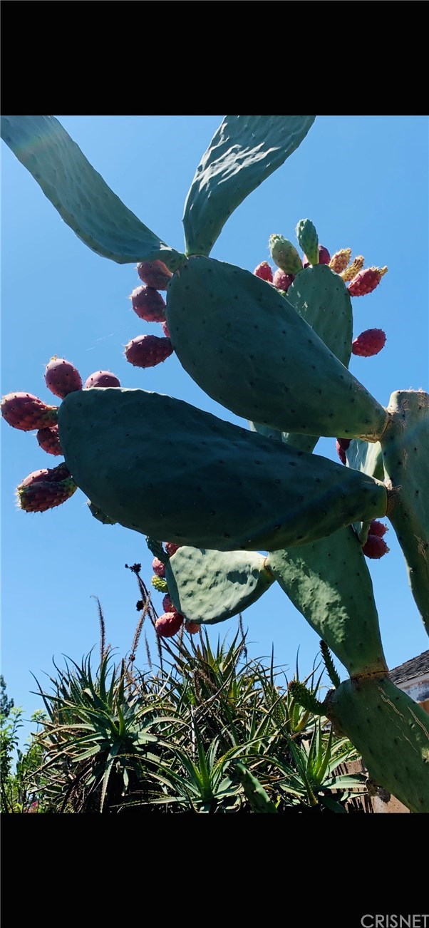 19446 Mayall Street Northridge, CA 91324 - Photo 31 of 32