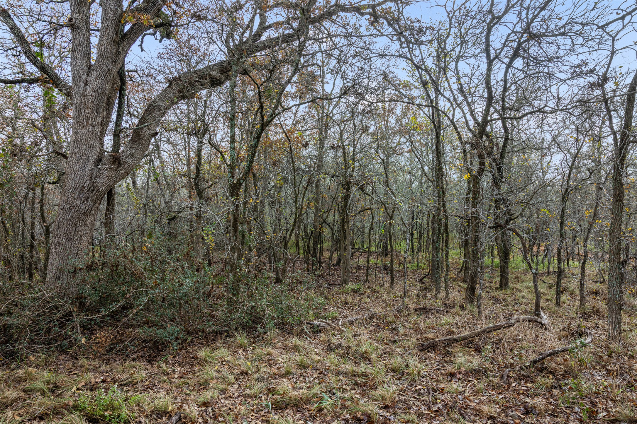 1088 Bugtussle Lane Luling, TX 78648 - Photo 4 of 8 a view of a forest with trees in the background