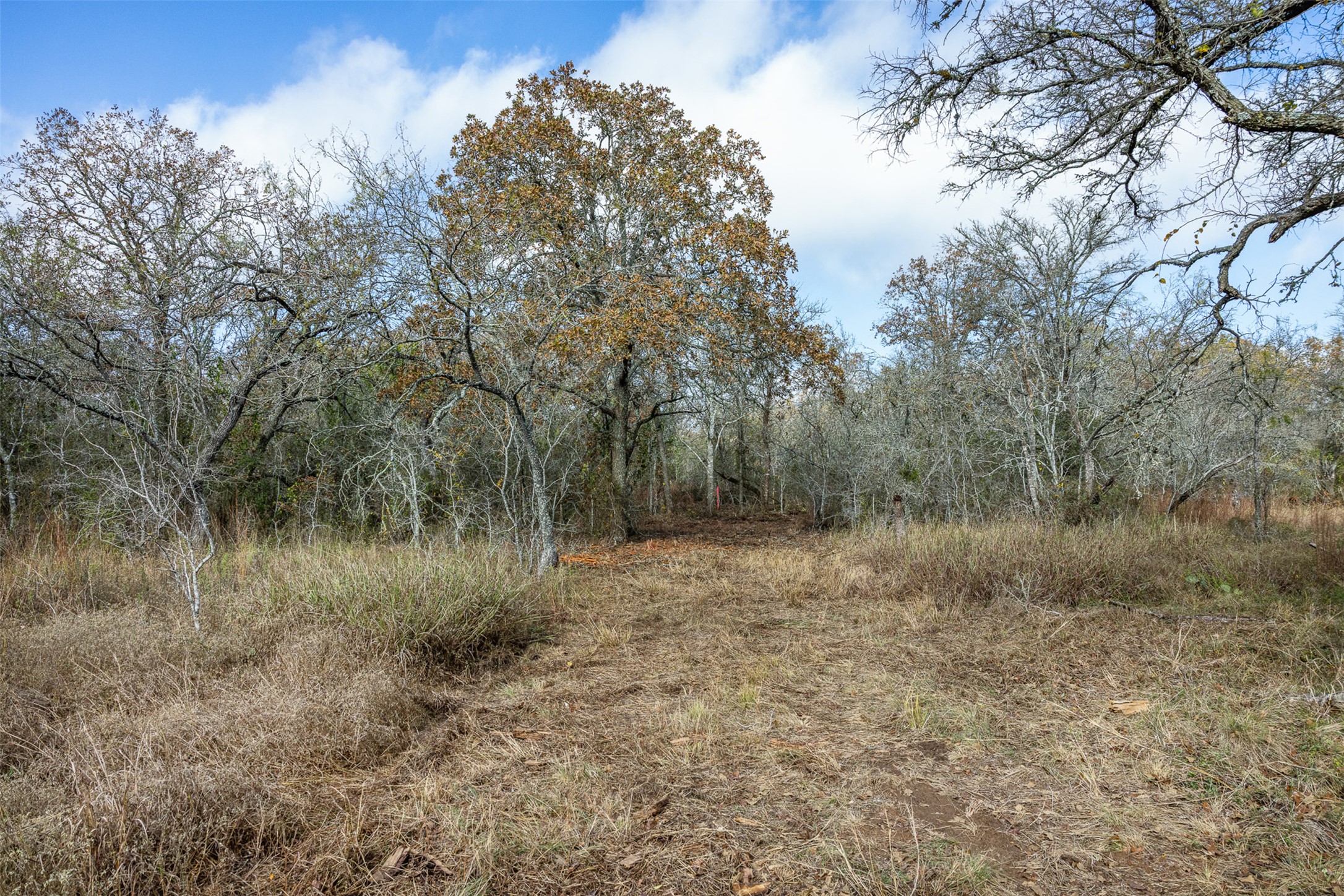 1088 Bugtussle Lane Luling, TX 78648 - Photo 6 of 8 a view of a forest with trees in the background