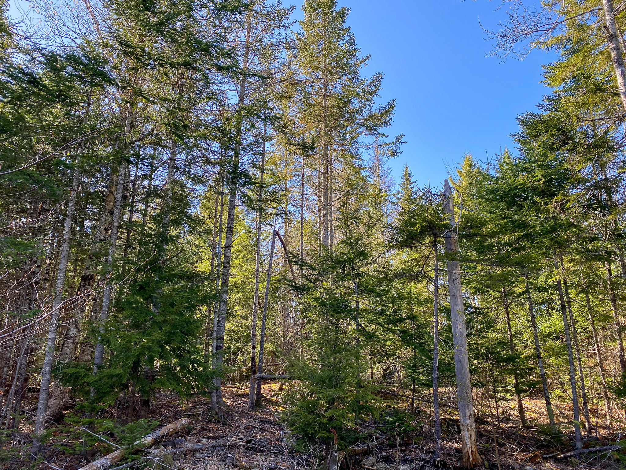 1510 Otis Road Ellsworth, ME 04605 - Photo 16 of 20 IMG_3161