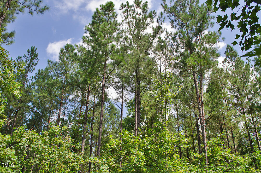 0 Range Road Stem, NC 27581 - Photo 20 of 35 a view of a plants