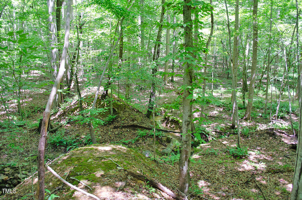 0 Range Road Stem, NC 27581 - Photo 32 of 35 a view of forest