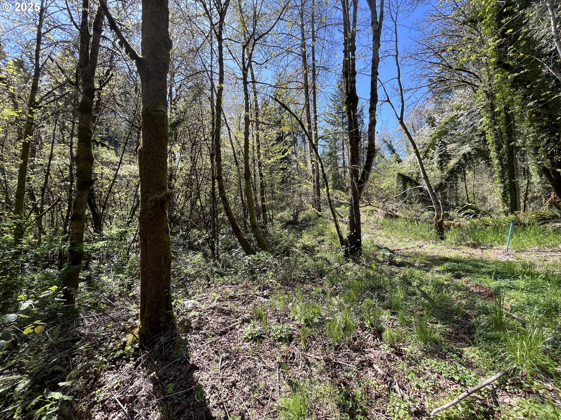Ns Forest Grove, OR 97116 - Photo 11 of 12 a view of a forest filled with trees