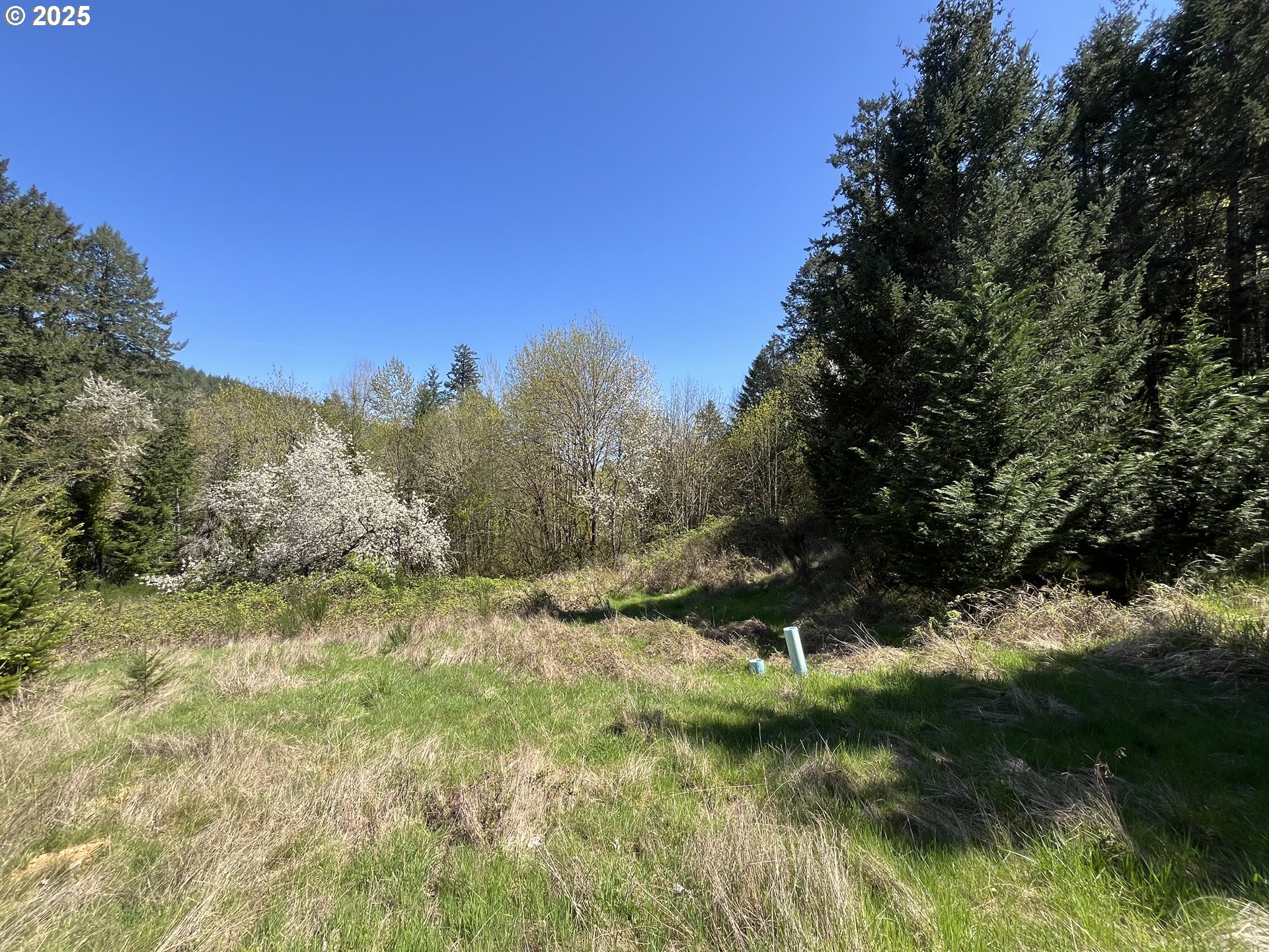 Ns Forest Grove, OR 97116 - Photo 2 of 12 a view of a lush green space with sea