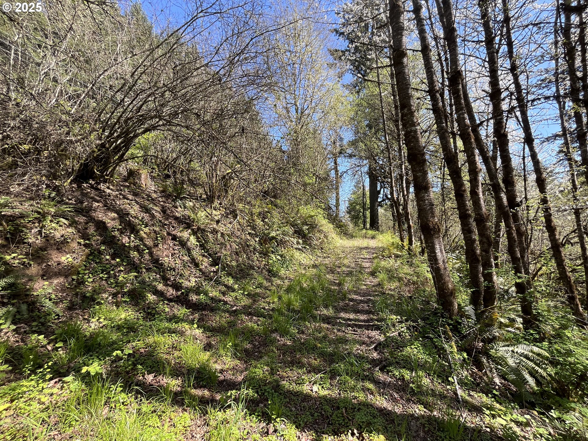 Ns Forest Grove, OR 97116 - Photo 3 of 12 a closeup of a tree