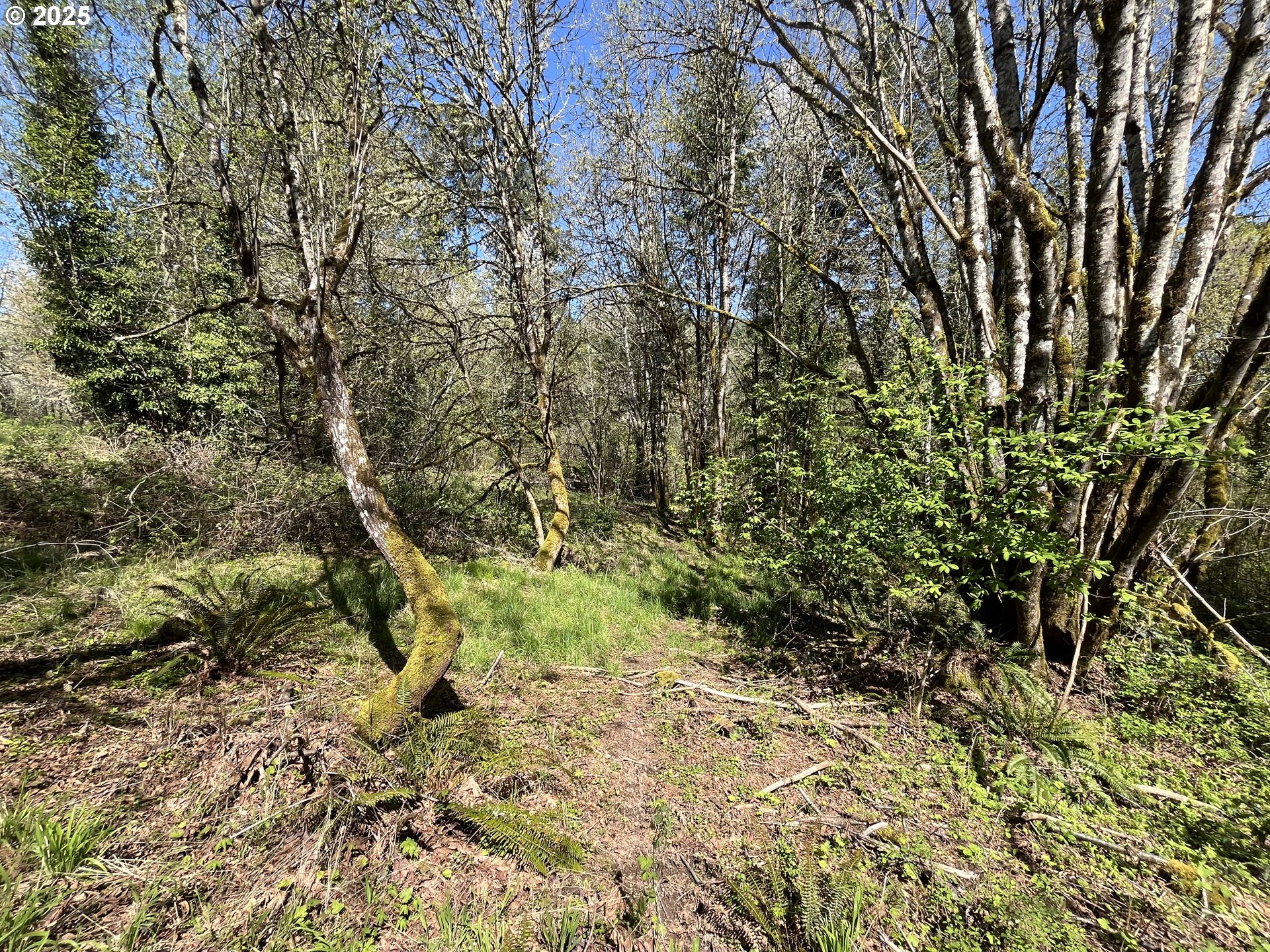Ns Forest Grove, OR 97116 - Photo 9 of 12 a view of a yard with a tree