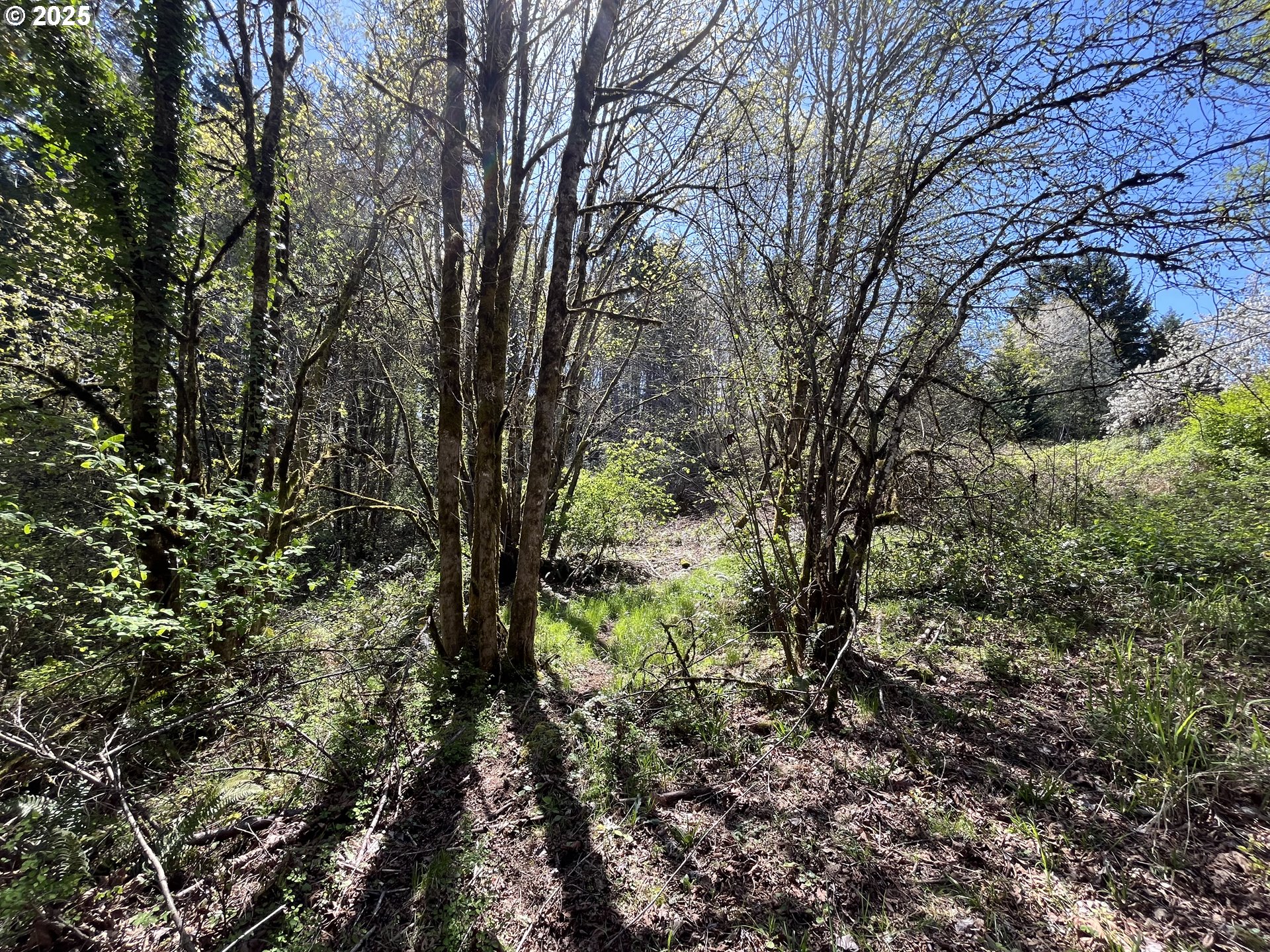 Ns Forest Grove, OR 97116 - Photo 10 of 12 a view of a yard with a tree