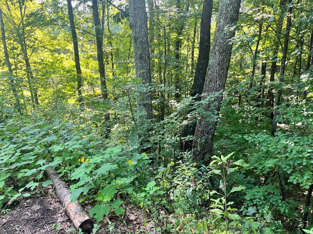 15 Raintree Road Gatlinburg, TN 37738 - Photo 4 of 9