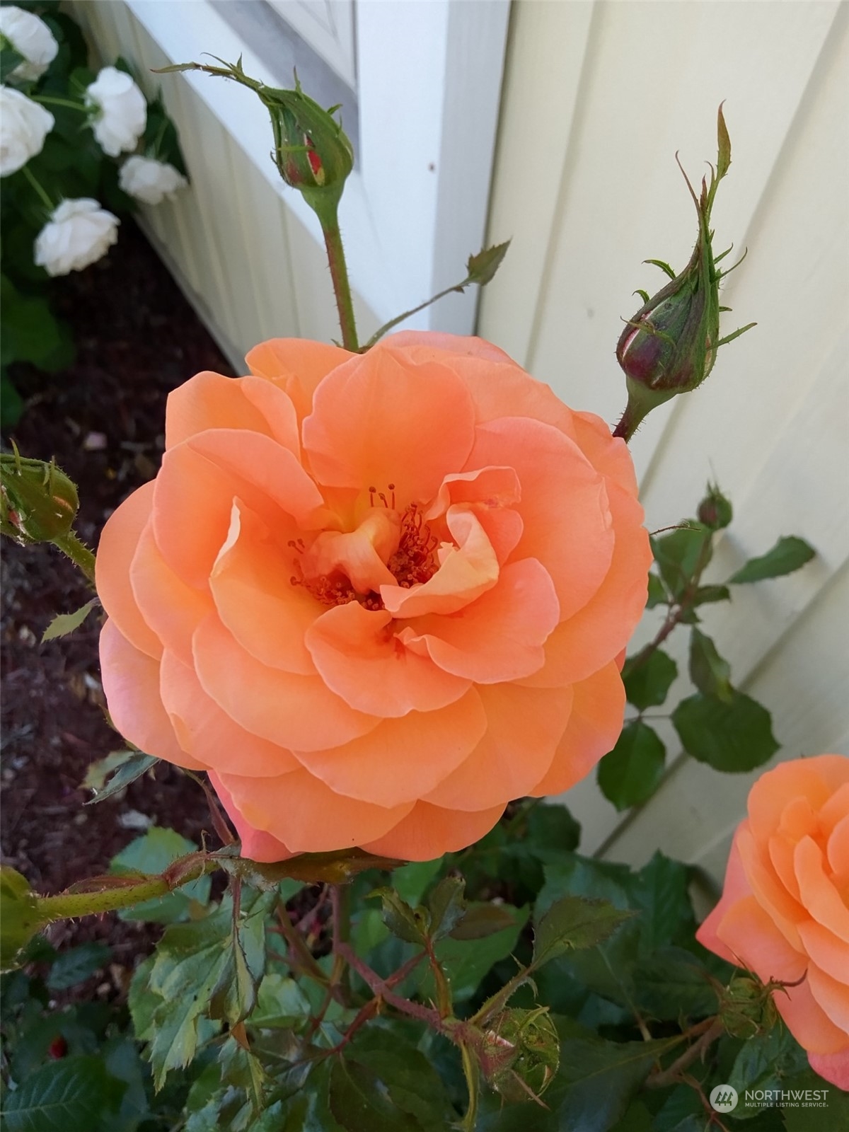 1458 South E Sandpiper Lane College Place, WA 99324 - Photo 36 of 38