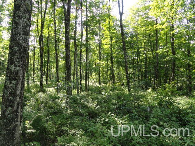 Tbd Norway Lake Road Sidnaw, MI 49961 - Photo 4 of 17